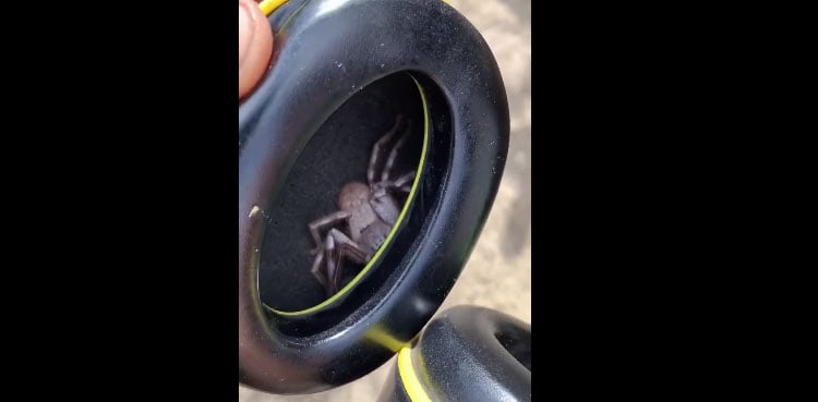 WATCH: Man feels tickling in headphone, discovers huge spider inside