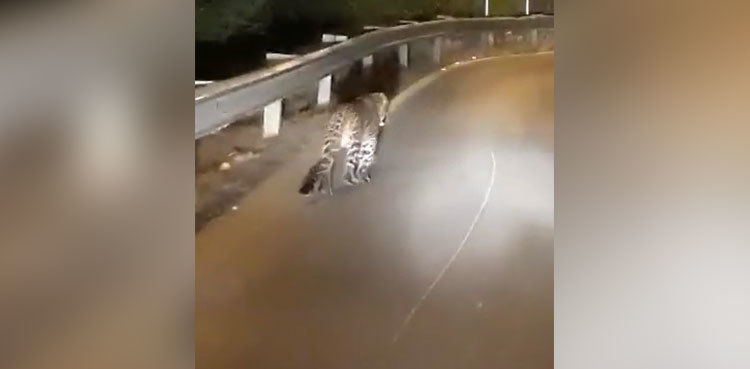 Leopard spotted strolling near Islamabad's Daman-e-Koh