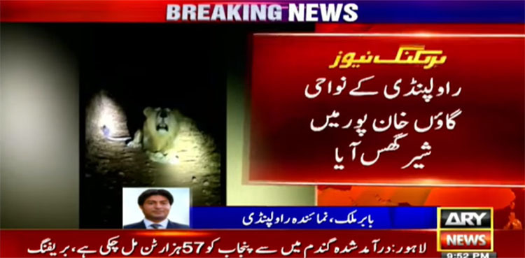 WATCH: Lion roams streets of Rawalpindi suburb