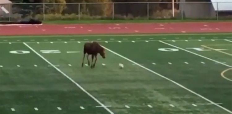 Video of moose showing soccer skills goes viral