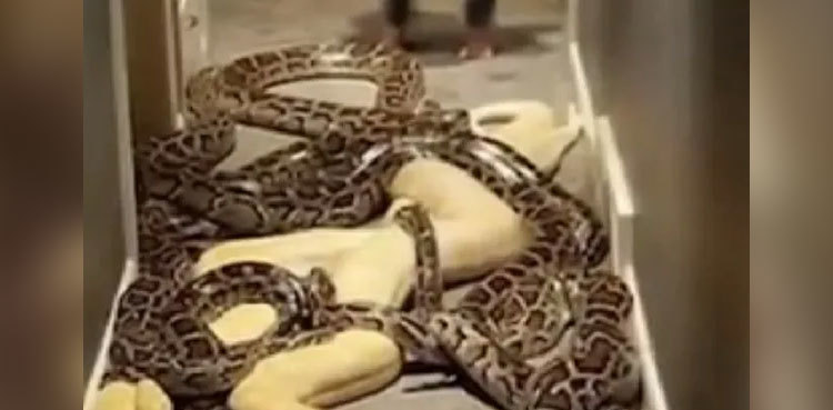 WATCH: Man lets 20 pythons live, roam freely around his home