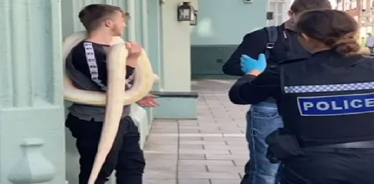 WATCH: Man takes python for a ‘walk’ to city centre