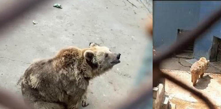 Karachi Zoo's Rano gets air-cooler following SHC order