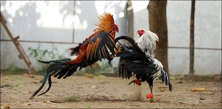 Fighting rooster kills police chief in Philippine