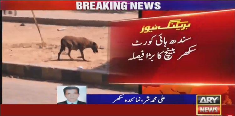 SHC orders registration of FIR against municipal officer in case of dog bite