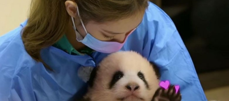 BLACKPINK pulls video after backlash over baby panda