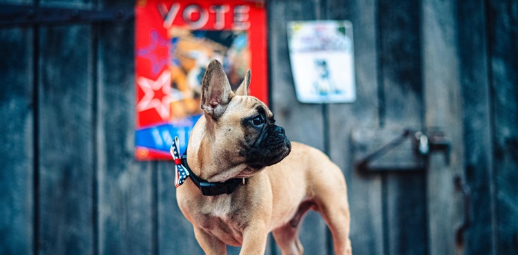 Bulldog elected mayor of town with record votes