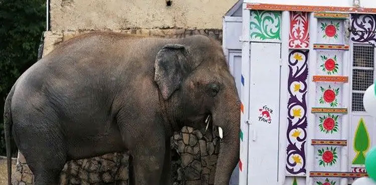 Kaavan embarks on journey to Cambodian sanctuary