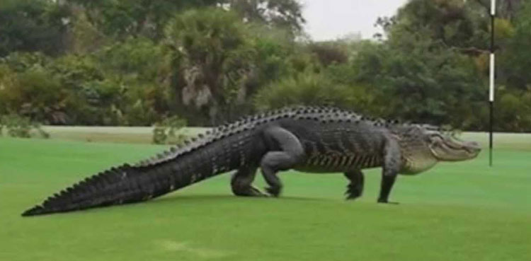 WATCH: 10-foot long alligator spotted on golf course