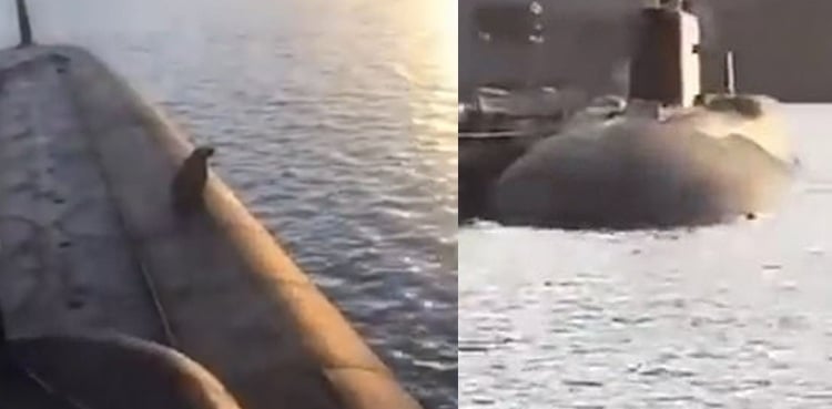 Bear, cub shot dead after climbing on board Russian nuclear submarine