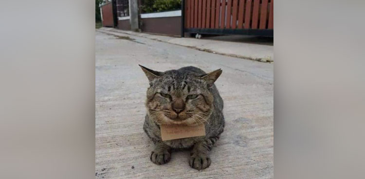 Missing pet cat returns home after 3 days with 'debt' note