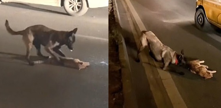 Pet dog drags dead cat away from traffic; tries to wake it up