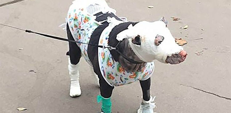 Pregnant dog rescues four patients from hospice fire