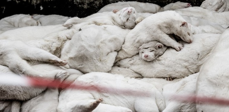 Mutated coronavirus from mink in Denmark most likely extinct