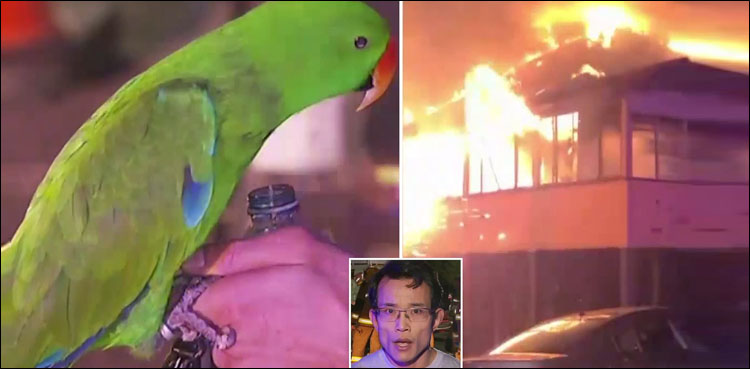 Parrot saves owner from house fire by repeatedly shouting his name