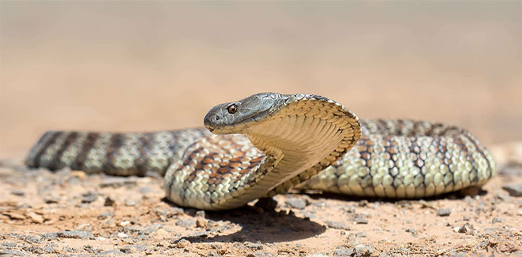 Wildlife expert’s tips help girl in surviving tiger snake bite