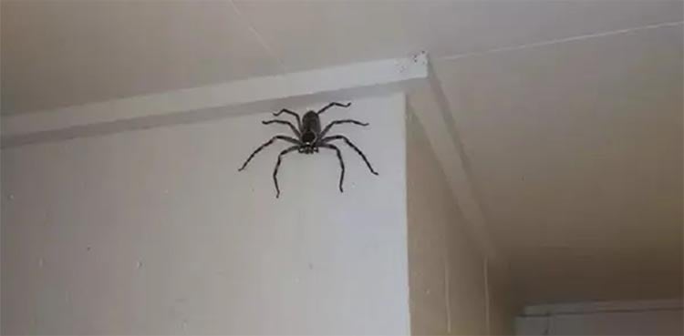 Man shares living room with giant huntsman spider