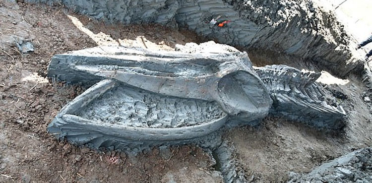 5,000-year-old whale skeleton discovered
