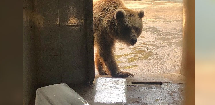 Shift Rano bear to new, livable enclosure, SHC directs Karachi zoo authorities