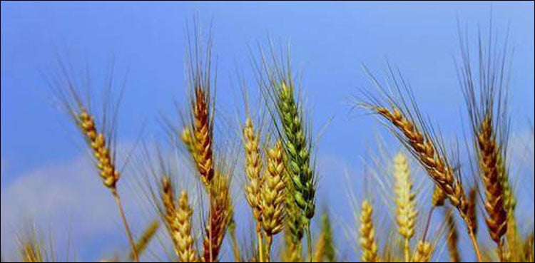 Kissan Ittehad chairman highlights food security issue in Pakistan