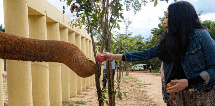 Kaavan will live life as an elephant, not a prisoner: Cher
