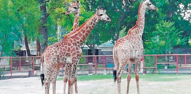 Another giraffe dies at Peshawar zoo