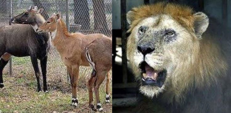 IHC shows displeasure over plight of animals at Marghazar Zoo