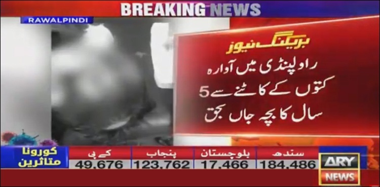 Five-year-old boy bitten by stray dogs dies in Rawalpindi