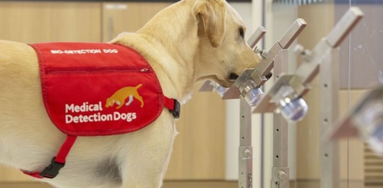 Dogs can sniff out COVID-19