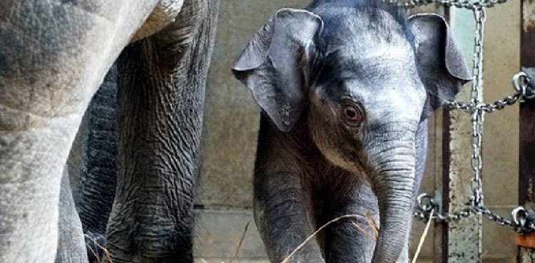 Tokyo zoo unveils first elephant born there in 138 years