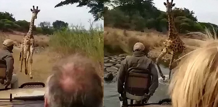 Terrifying video shows angry giraffe chasing tourists' truck