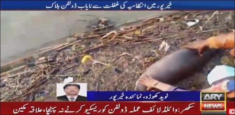 Negligence of local admin claims life of rare Indus River Dolphin in Khairpur