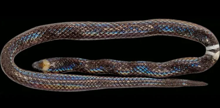 Scientists discover a new species of snake