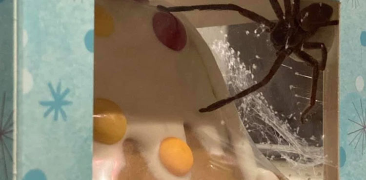 Woman finds giant spider inside her gingerbread house