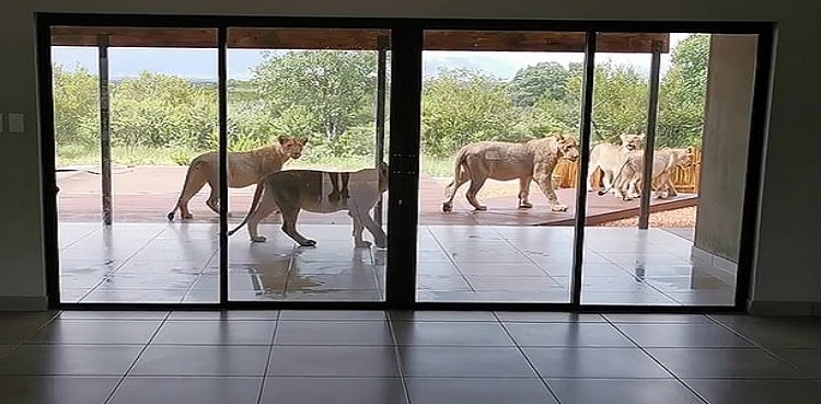 WATCH: Couple shocked to find six lions sunning at their house