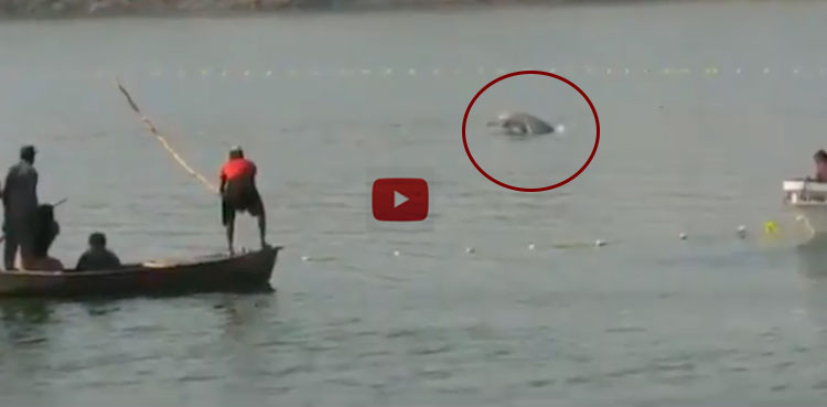 WATCH: Two blind Indus dolphins rescued at Rohri canal