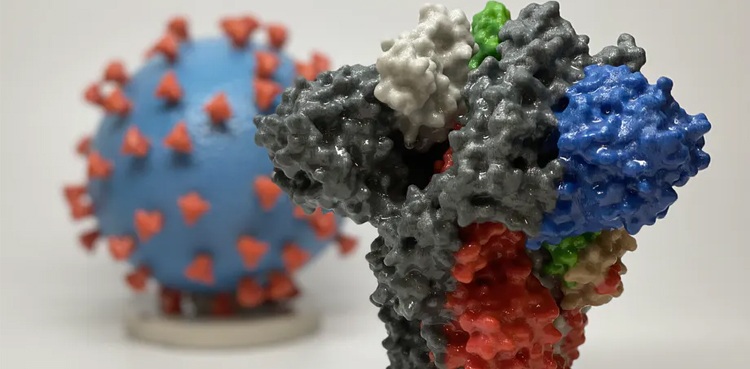 South African coronavirus variant may resist antibody drugs