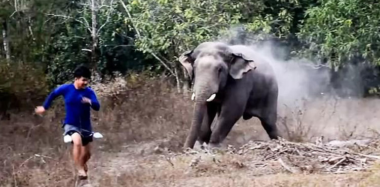 Terrifying moment hungry elephant charges at wildlife officers