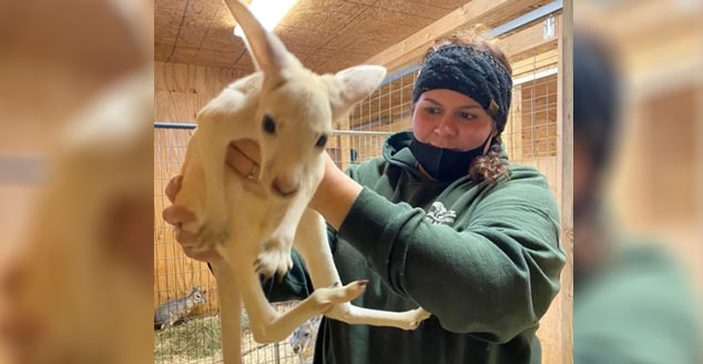 Red kangaroo gives birth to rare white baby