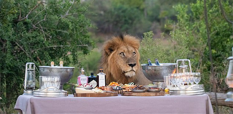 Lion stuns safari team after joining them on food table