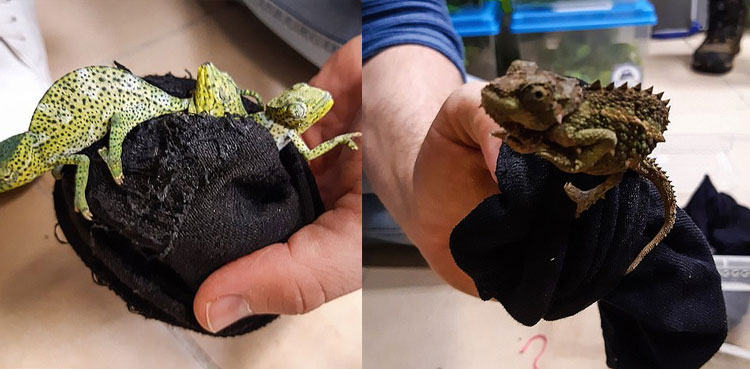Man caught trying to smuggle 74 lizards by stuffing them into socks