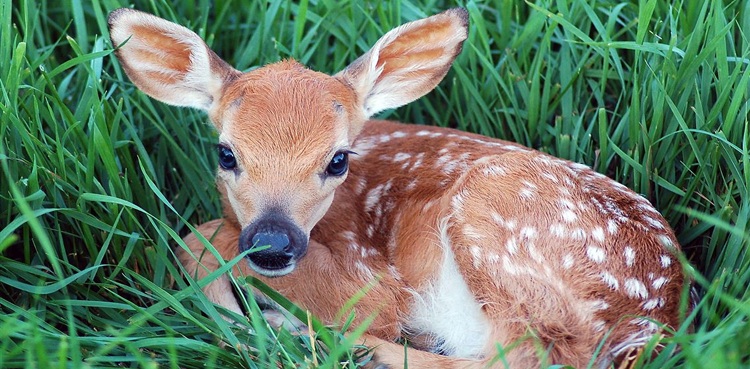 Police recover two fawns in raid in Umerkot