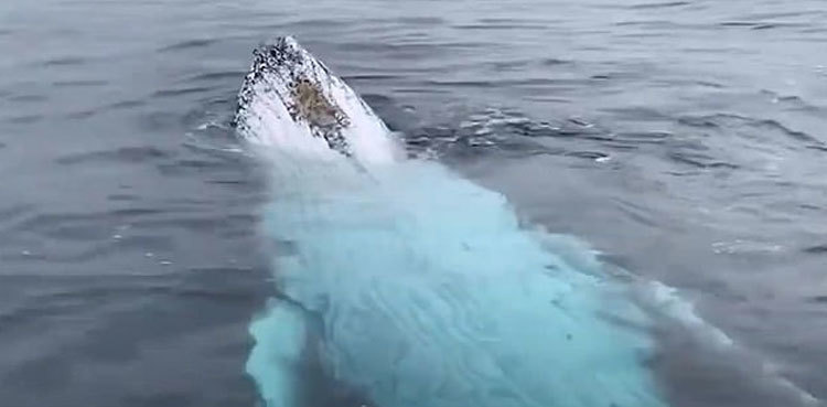 Stunning video shows humpback whales playing near boat