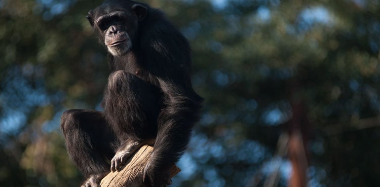 Watch: Chimpanzee breaks out of zoo enclosure, returns on its own