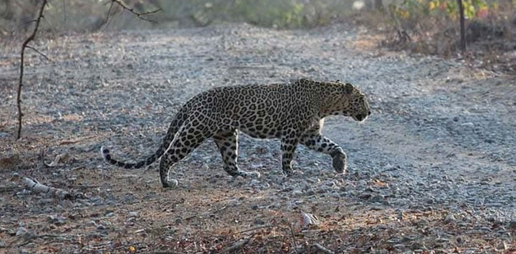 Wounded leopard found in Muzaffarabad, dies