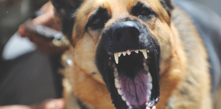 Minor girl dies due to stray dog attack in Sindh