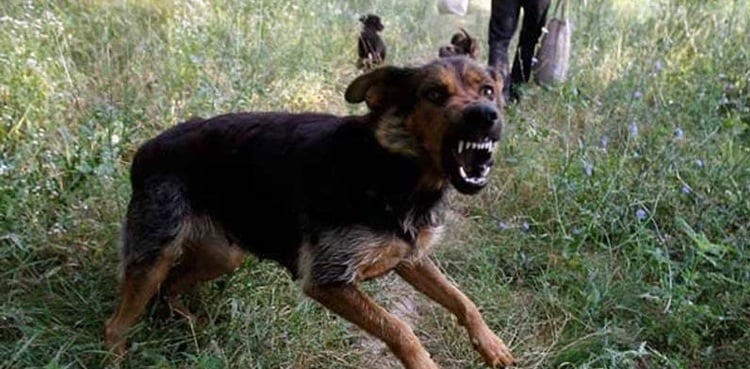 Don't Panic!: How to keep safe if you are attacked by a dog?