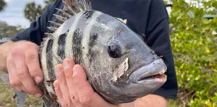 Fisherman catches fish with 'human-like teeth'