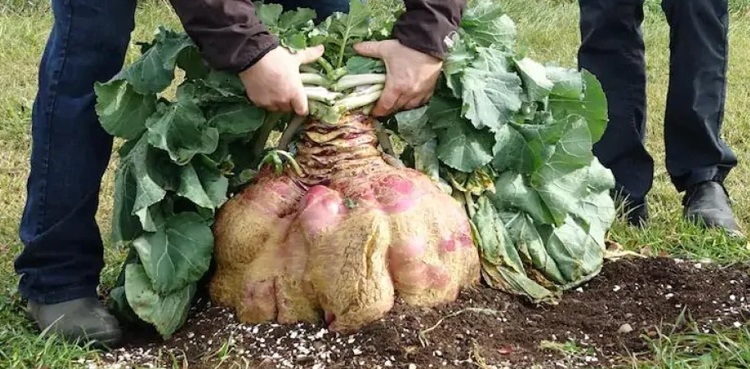 29-kilogram giant turnip breaks Guinness world record