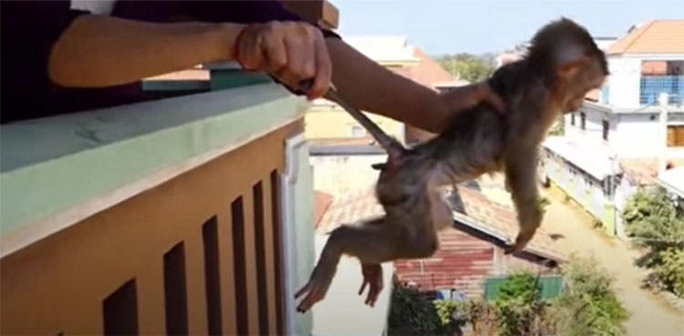 Footage of baby monkeys beaten, tortured to death sparks fury